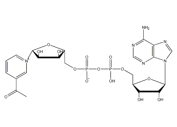 3-乙酰吡啶腺嘌呤二核苷酸;3-acetylpyridine adenine dinucleotide